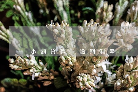 小额贷款 逾期利率 小额贷款 逾期利率